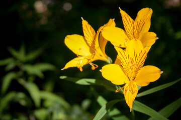 Alstroemeria patagonica, yellow flower in the garden