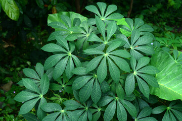 Cassava leaves with a unique pattern in the garden with direct sunlight, can be used as backgrounds and wallpapers