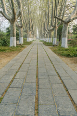 Ming Xiaoling scenic spot in Nanjing, China, with cherry blossoms in full bloom in spring.