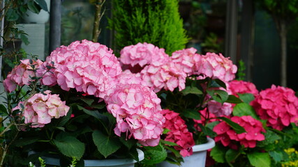 꽃집에 진열된 수국꽃