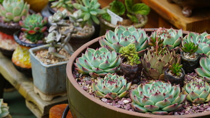 진열대에 진열된 다육식물