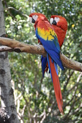 Guacamayas en árbol. 
