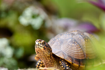 turtle on the grass close up 