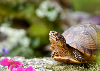 Naklejka premium turtle on the grass in the garden