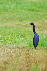 little blue heron in the grass