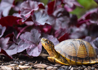 turtle on tpurple plants