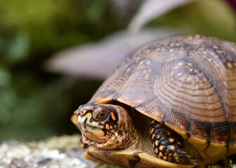 turtle on the rocks