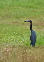 Fototapeta premium little grey heron ardea cinerea