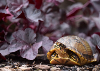 box turtleon a leaf
