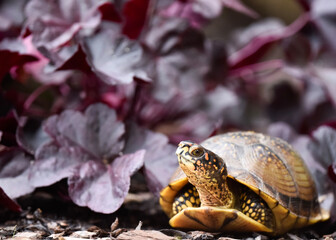 turtle on purple leaves