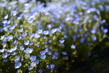 青く浮かび上がるネモフィラ