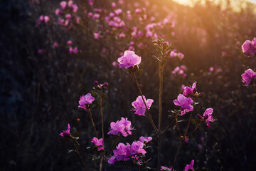 Obraz premium Delicate pink rhododendron flowers in the sunlight, blurred background, close-up. Sunset or sunrise in blooming garden. Maralnik bushes in the Altai mountains in early spring.