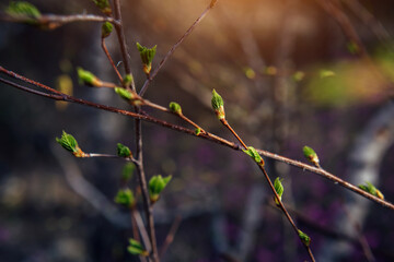 Buds swell on branches, close-up, soft focus. The beginning of flowering. Spring image.