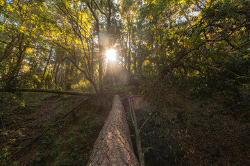 Obraz premium bosque sol tronco arbol