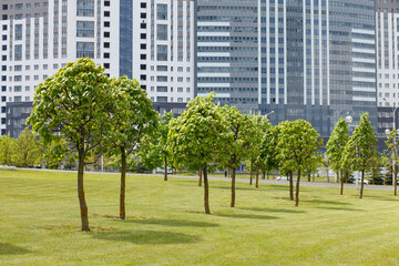A trimmed lawn, beautiful trees with round crowns in the business center of the summer city....