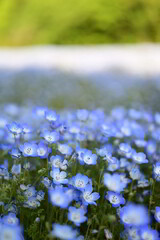 武蔵丘陵森林公園のネモフィラ