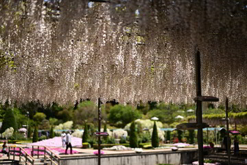 珍しい薄ピンクの藤の花