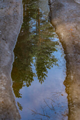 Reflection of trees and blue sky in a puddle.
