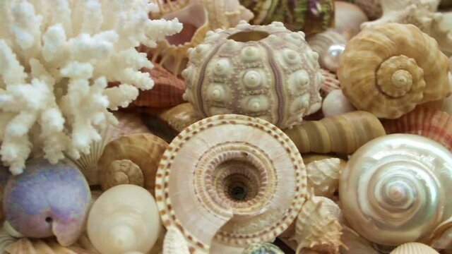Amazing corals and starfishes on seashells background