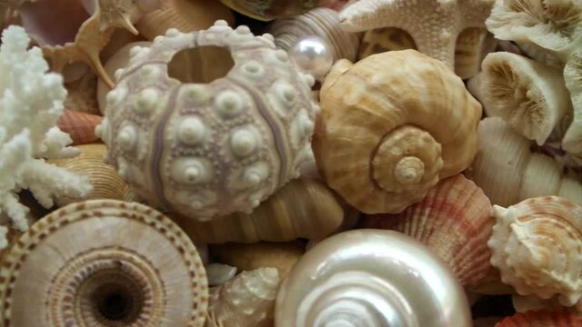 Amazing corals and starfishes on seashells background	