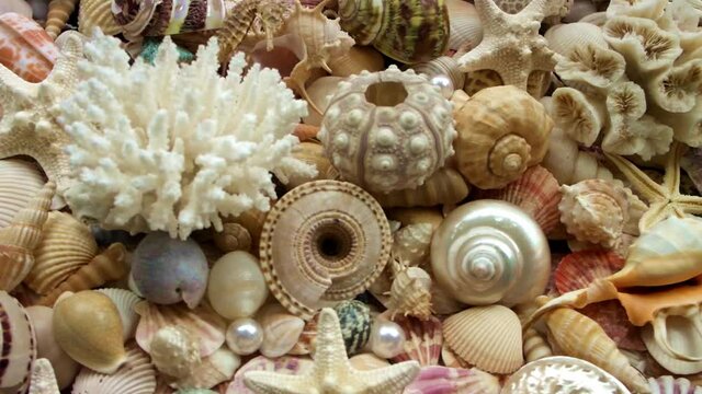 Seashell background, lots of amazing sea shells, coral and starfishes	