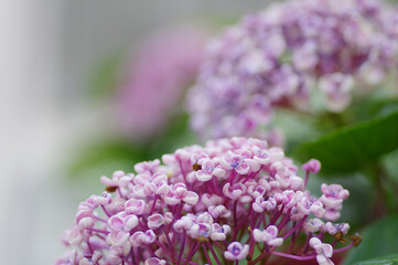 梅雨の時期に鮮やかな色の花を咲かせて楽しませてくれる紫陽花。雨上りの水滴が残る花びらをマクロレンズでクローズアップ。ピンクの紫陽花の花言葉は「元気な女性」「強い愛情」