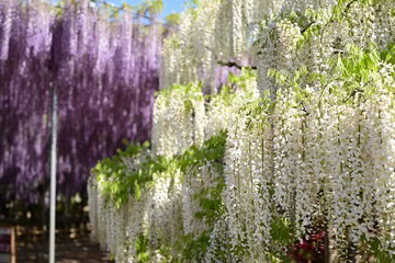 見事に咲き誇る藤の花
