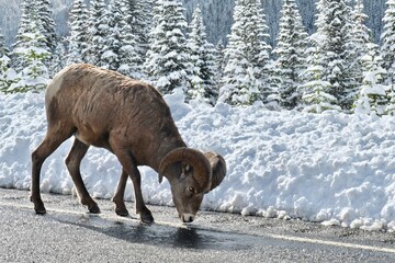 Bighorn sheep ram liсking salt on highway road in winter. Peter Lougheed Highway in Kananaskis....
