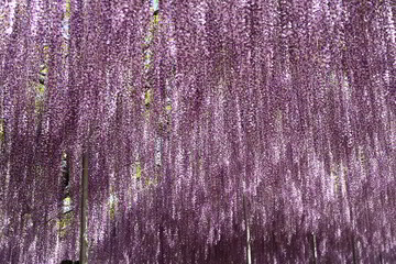 あしかがフラワーパークの藤の花