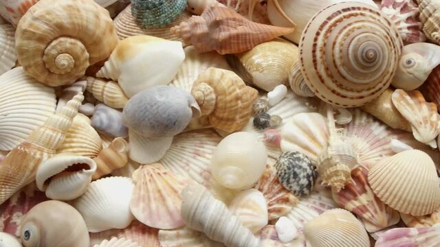 A lot of different seashells. Camera moving above huge amount of colorful sea shells