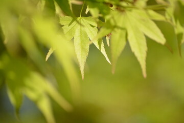 もみじの新緑