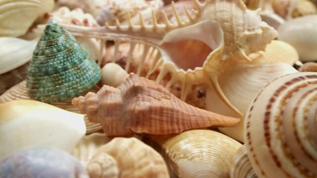 Close-up of tropical colorful seashells