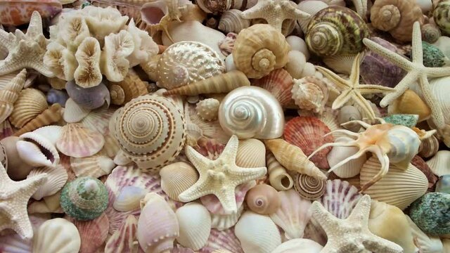 Starfish, sea urchins and corals on seashells background