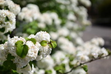 あしかがフラワーパークの花