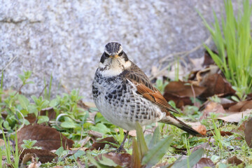 Dusky thrush is facing front in the grass field.