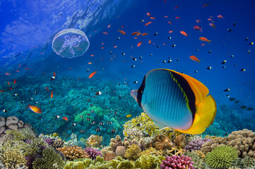 Underwater scene. Coral reef, fish groups in clear ocean water