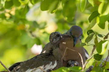 Disparo de enfoque selectivo de una paloma y su polluelo en la rama de un árbol © Elehi