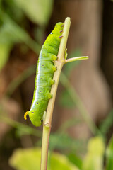 Close-up beautiful caterpillar of butterfly. Macro shots, Beautiful nature scene.