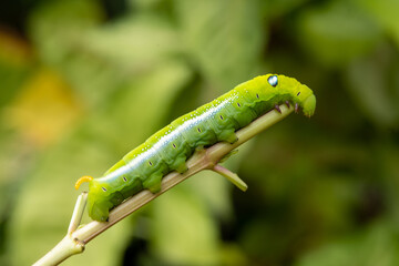 Close-up beautiful caterpillar of butterfly. Macro shots, Beautiful nature scene.