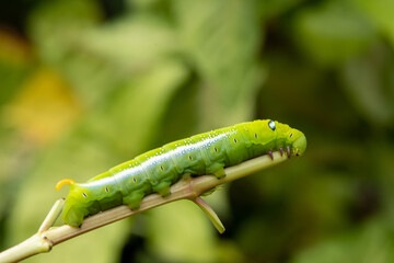 Close-up beautiful caterpillar of butterfly. Macro shots, Beautiful nature scene.