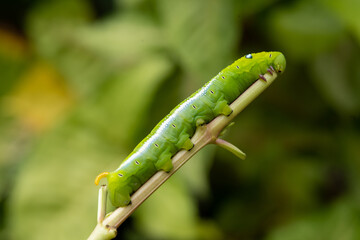Close-up beautiful caterpillar of butterfly. Macro shots, Beautiful nature scene.