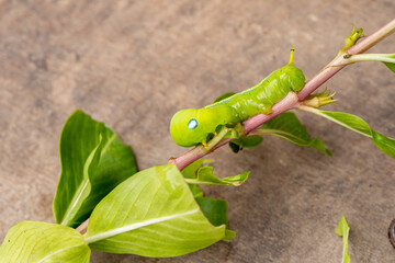 Close-up beautiful caterpillar of butterfly. Macro shots, Beautiful nature scene.