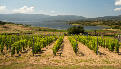 Fototapeta na wymiar Sardegna, vigneto sul lago Coghinas vino sardo