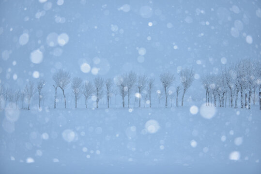 3,321 BEST 舞い散る IMAGES, STOCK PHOTOS u0026 VECTORS  Adobe Stock