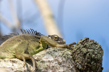 Primer plano de una iguana verde común sobre una roca
