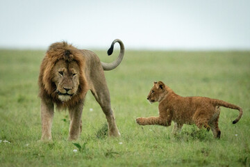 Cub plays with male lion on grass © Nick Dale