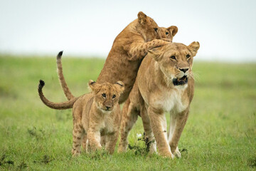 Fototapeta premium Cubs attack lioness walking through grassy plain
