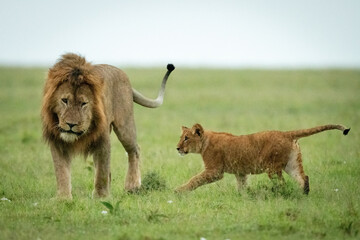 Cub runs towards male lion in grass