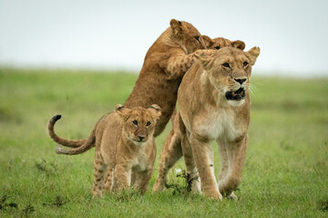 Fototapeta na wymiar Cubs attack lioness walking over grassy plain
