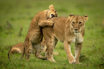 Obraz na płótnie Canvas Cub stands on hind legs nibbling lioness